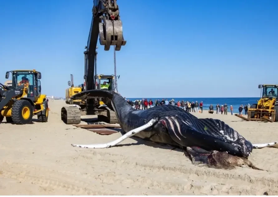 Save the whales rally in Point Pleasant Beach